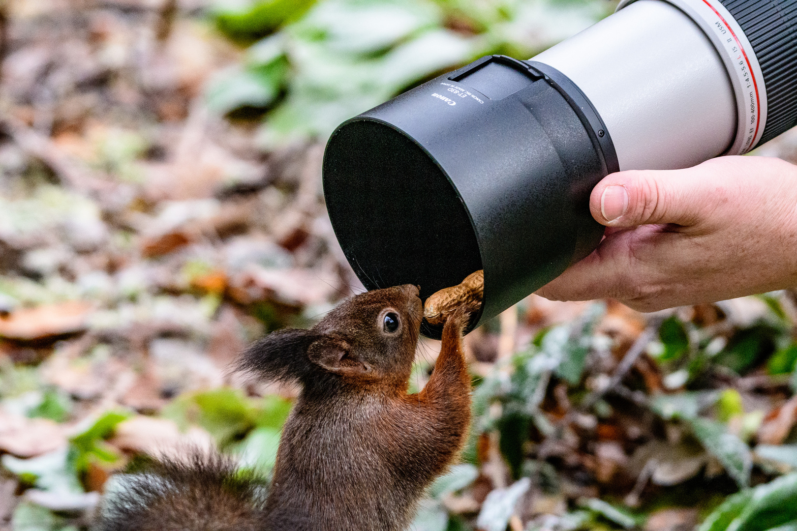 Eichhörnchen Shooting