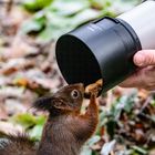 Eichhörnchen Shooting