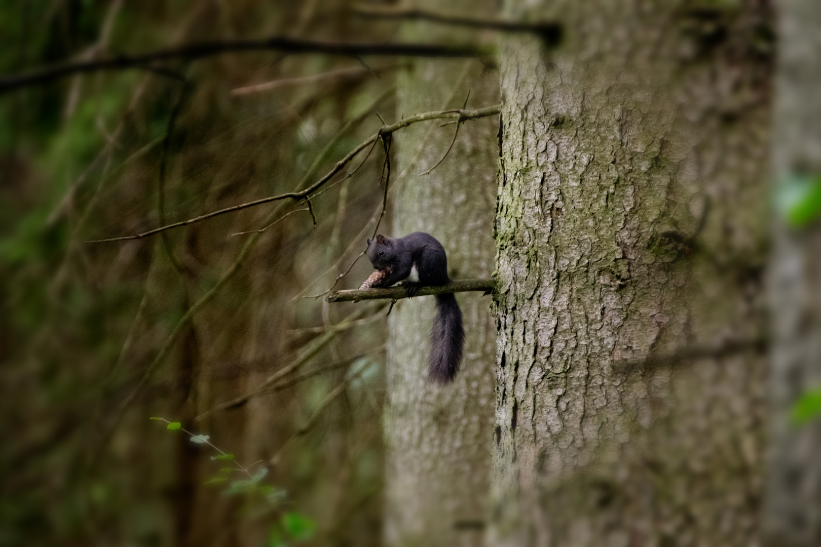 Eichhörnchen sichert seine Beute