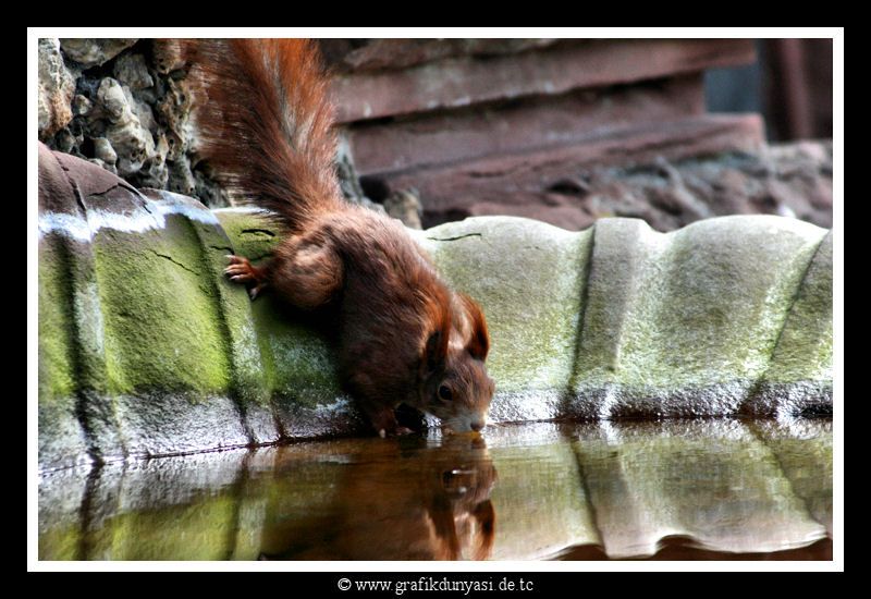 Eichhörnchen - Sincap 12.04.2008