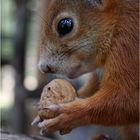 Eichhörnchen sind auch nur Ratten in niedlichen Kostümen ;-)