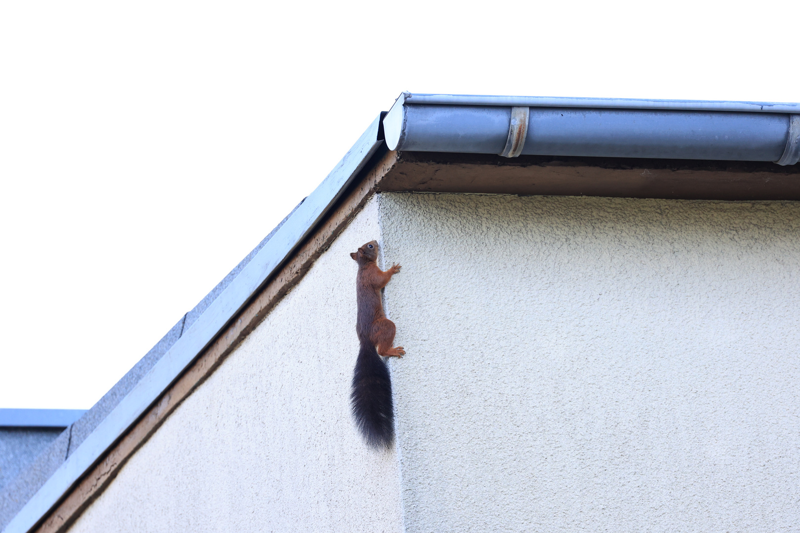 Eichhörnchen sind sehr gute Kletterer