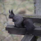 Eichhörnchen sitzt auf Pergola