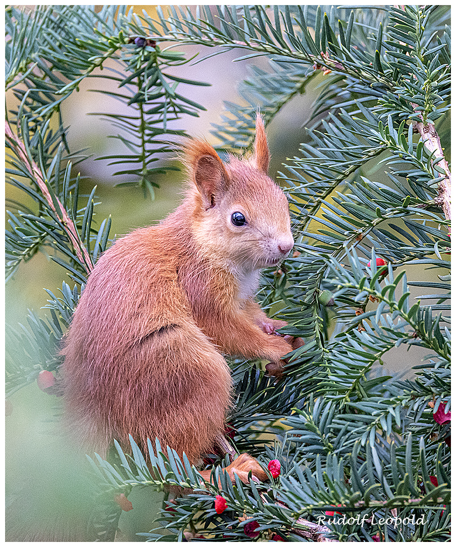 Eichhörnchen sitzt in der Eibe