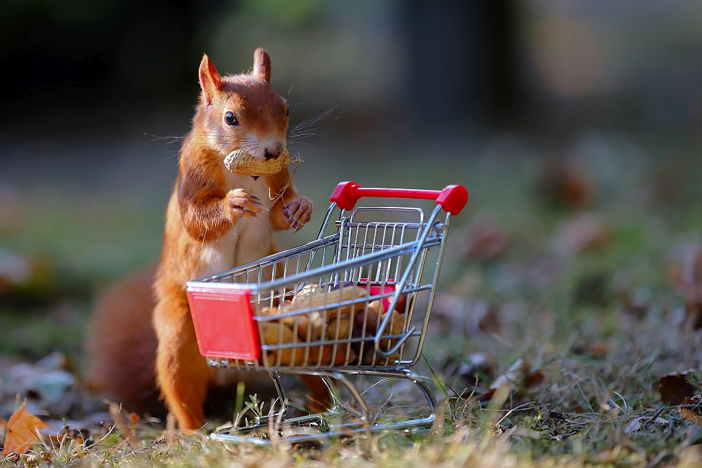 Eichhörnchen soll man nicht mit Erdnüsse füttern!