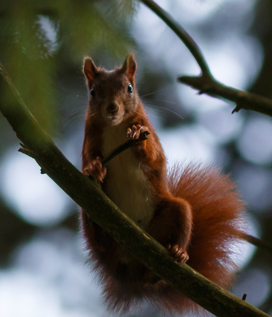 Eichhörnchen (Sommer 2014)