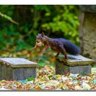 Eichhörnchen sorgt für Wintervorrat