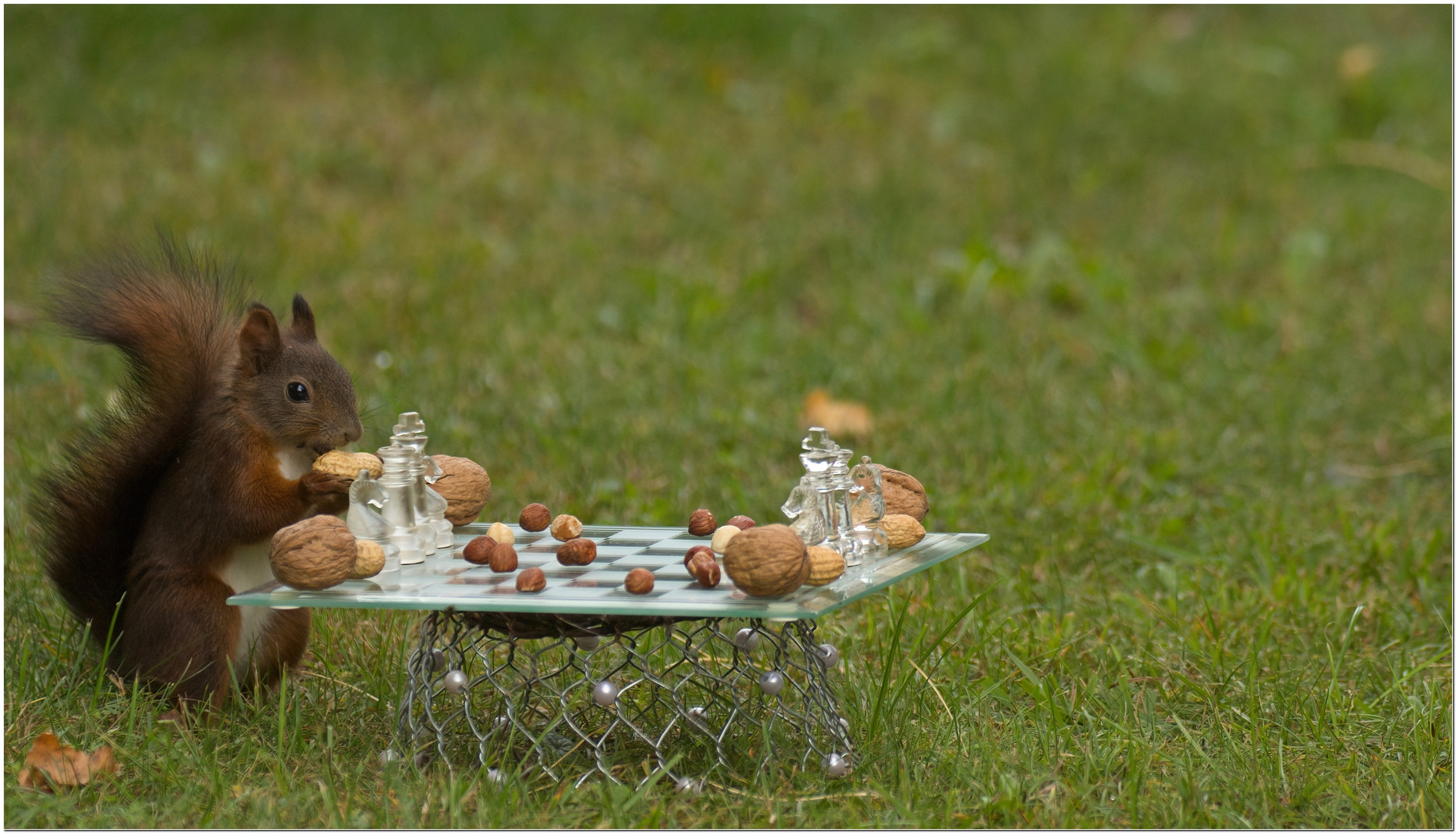 Eichhörnchen spielt Schach