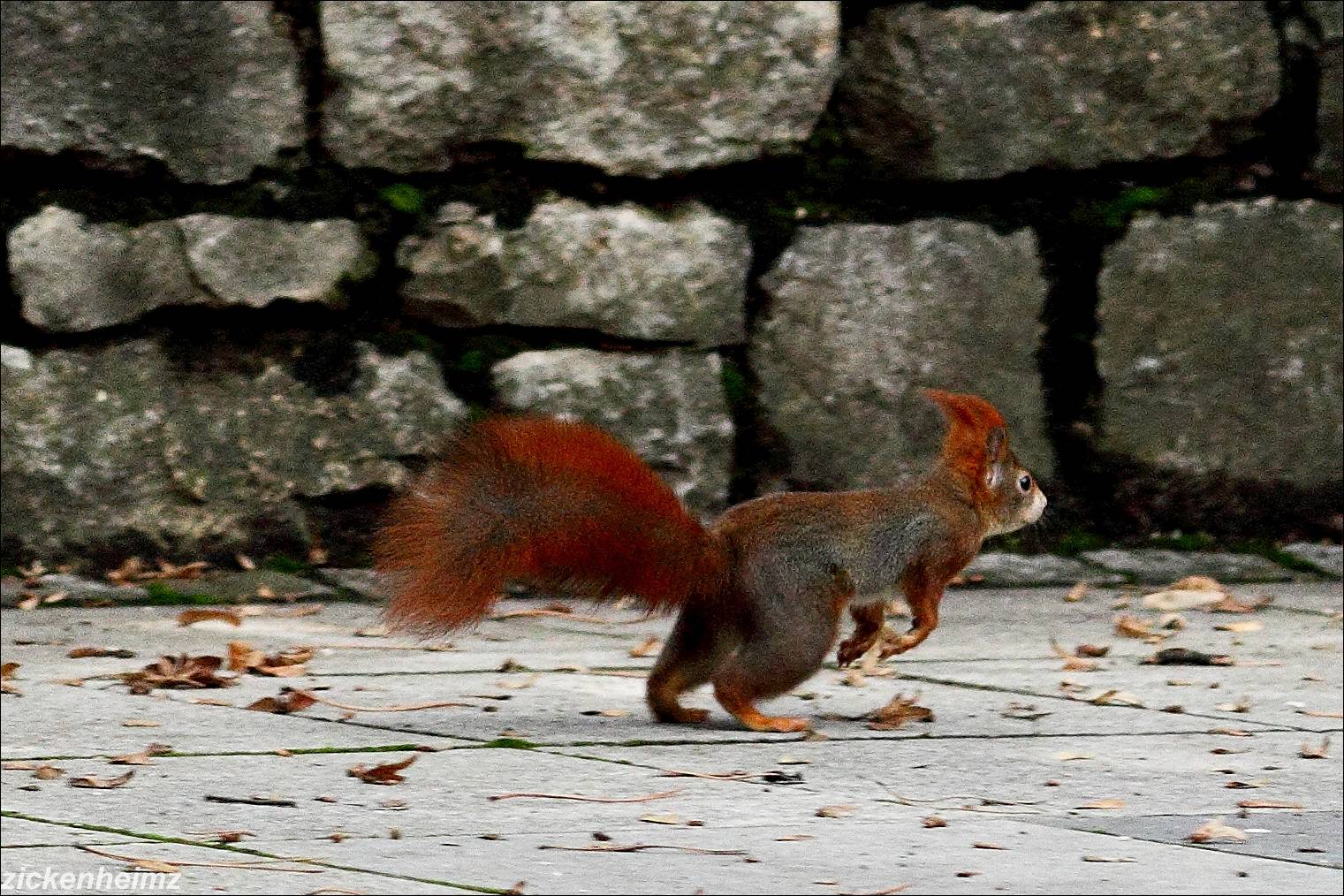 Eichhörnchen springt