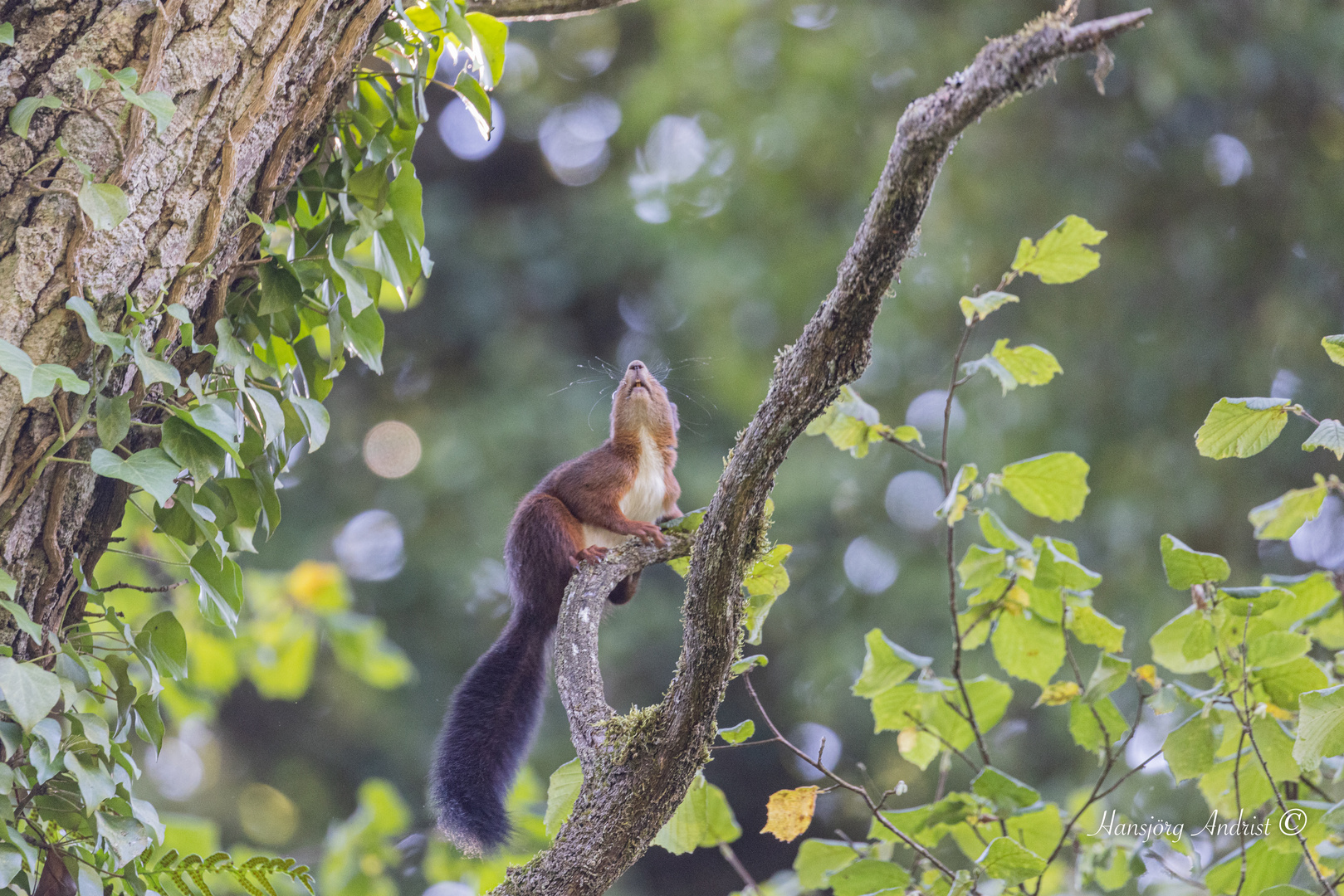 Eichhörnchen sprungbereit