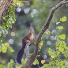 Eichhörnchen sprungbereit