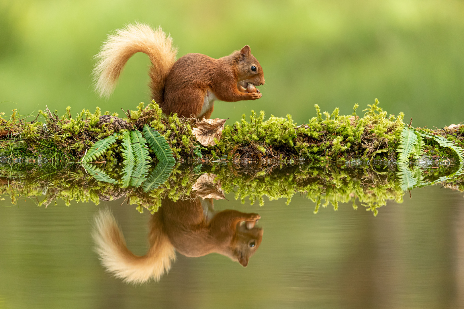 Eichhörnchen, Sqirrel