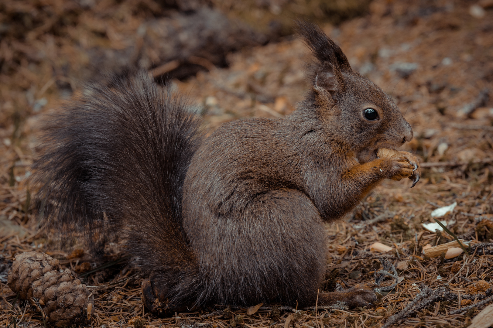 Eichhörnchen / Squirell