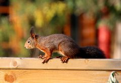 Eichhörnchen Squirrel