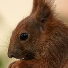 Eichhörnchen            ( Squirrel )            