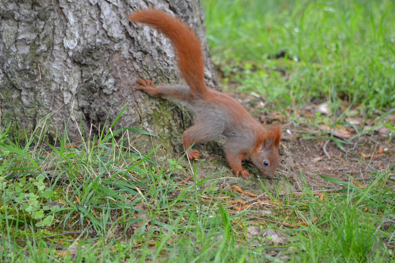 Eichhörnchen / squirrel