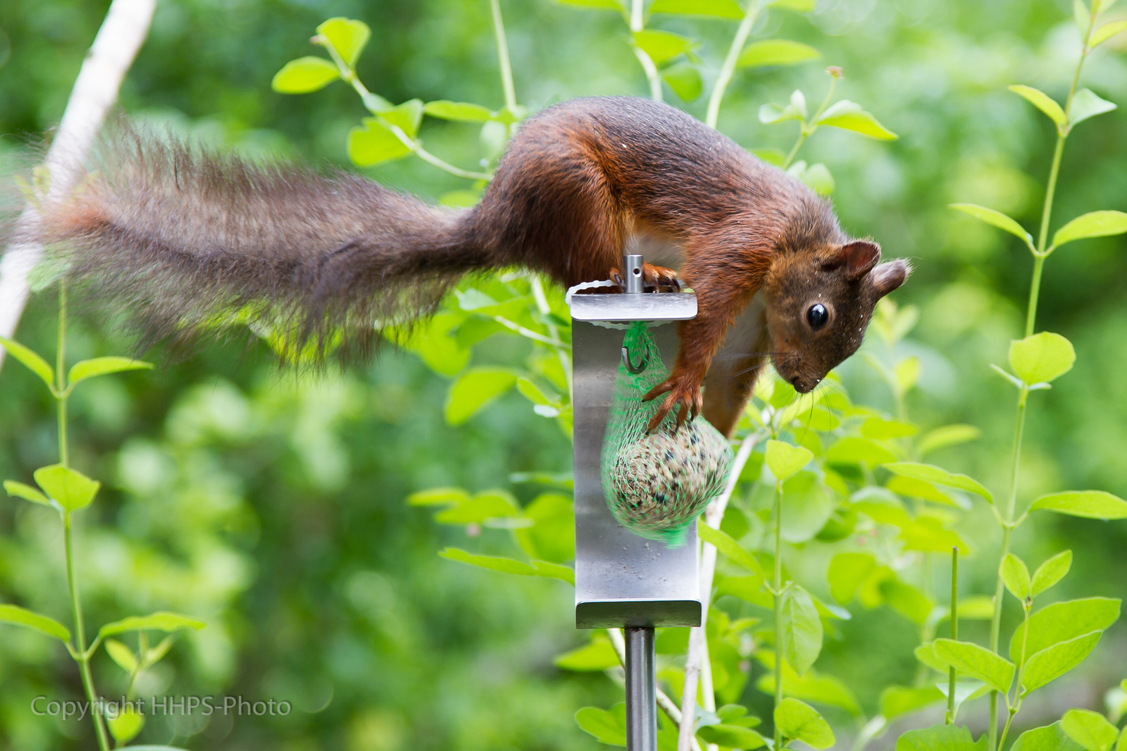 Eichhörnchen - Squirrel