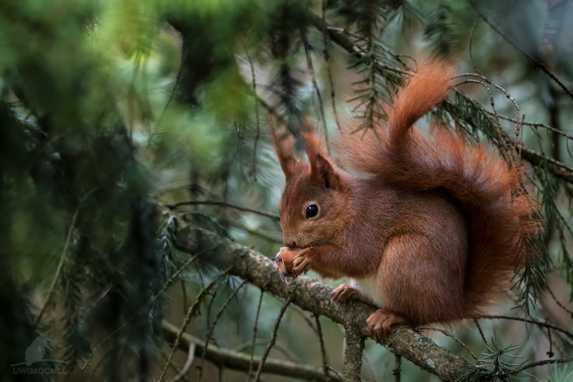 Eichhörnchen - Squirrel