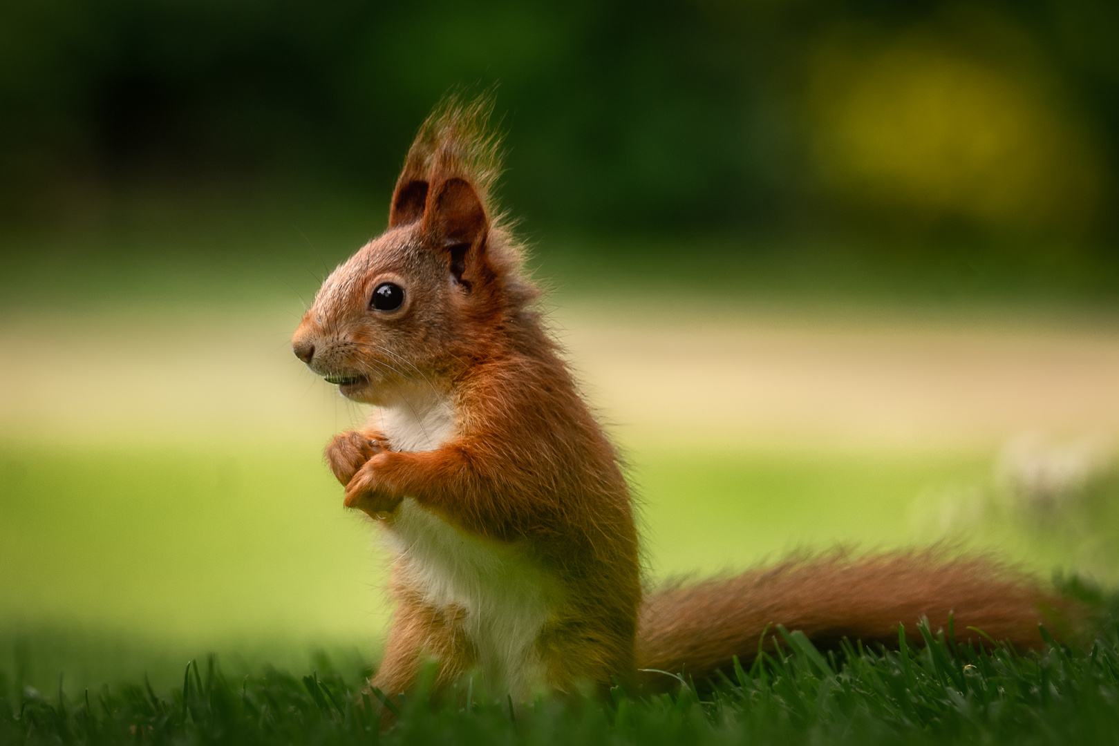 Eichhörnchen - Squirrel