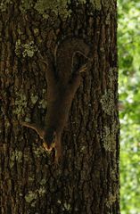 Eichhörnchen - Squirrel