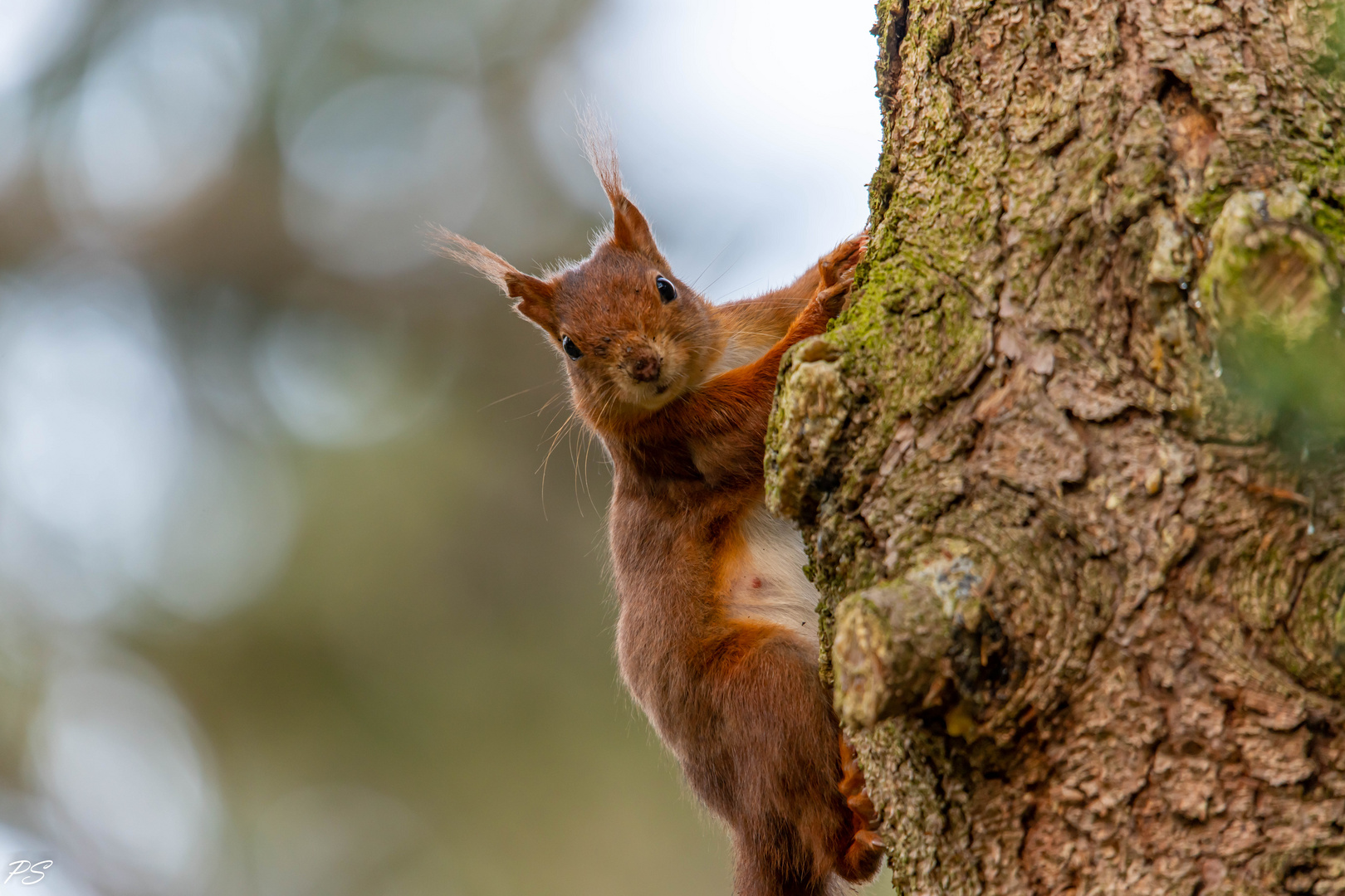 Eichhörnchen / Squirrel / (Sciurus vulgaris)