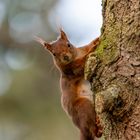 Eichhörnchen / Squirrel / (Sciurus vulgaris)