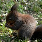 Eichhörnchen statt Osterhase.....