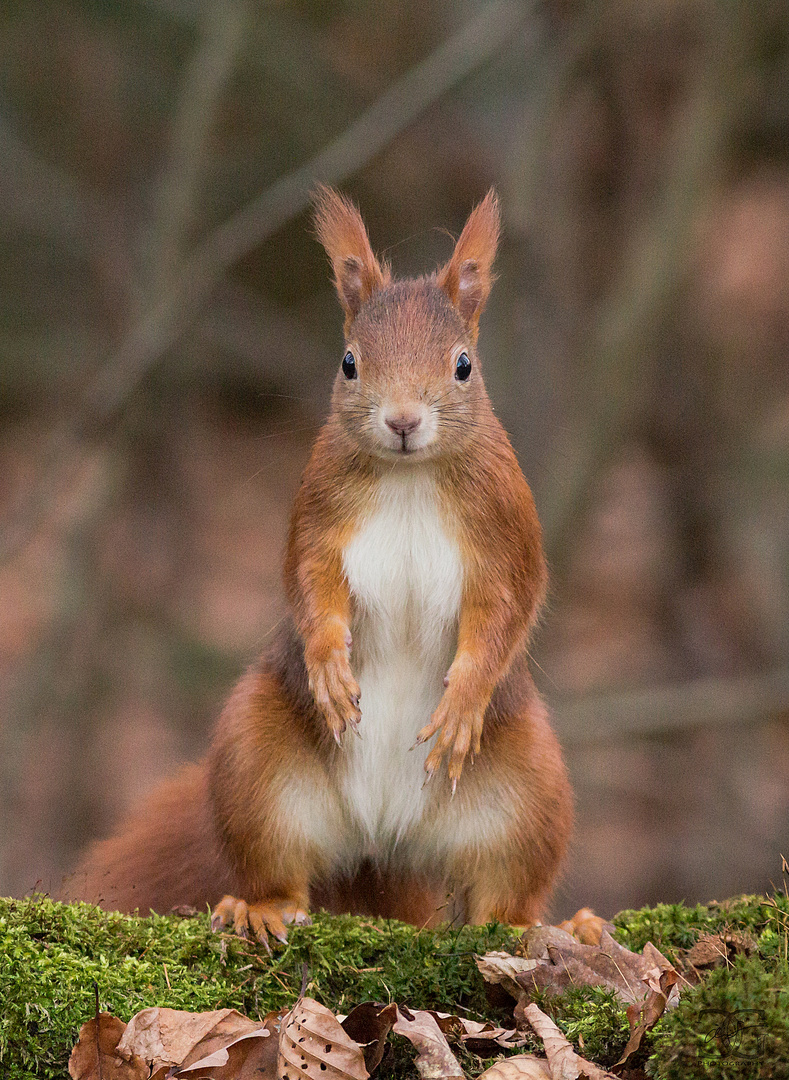 Eichhörnchen stehend