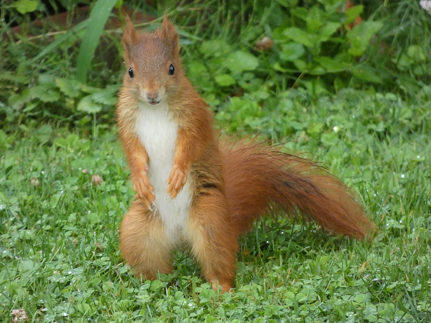 Eichhörnchen stehend