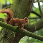 Eichhörnchen steigt ab