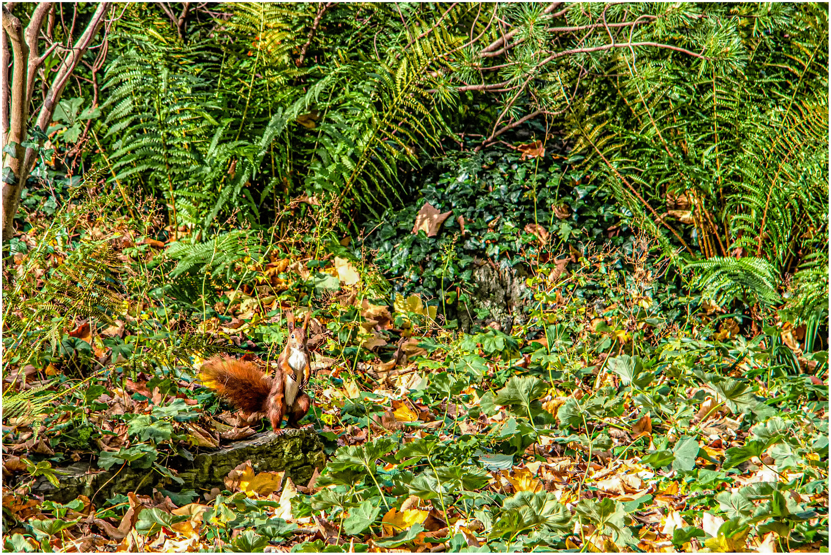 Eichhörnchen-Suchbild ... :-))