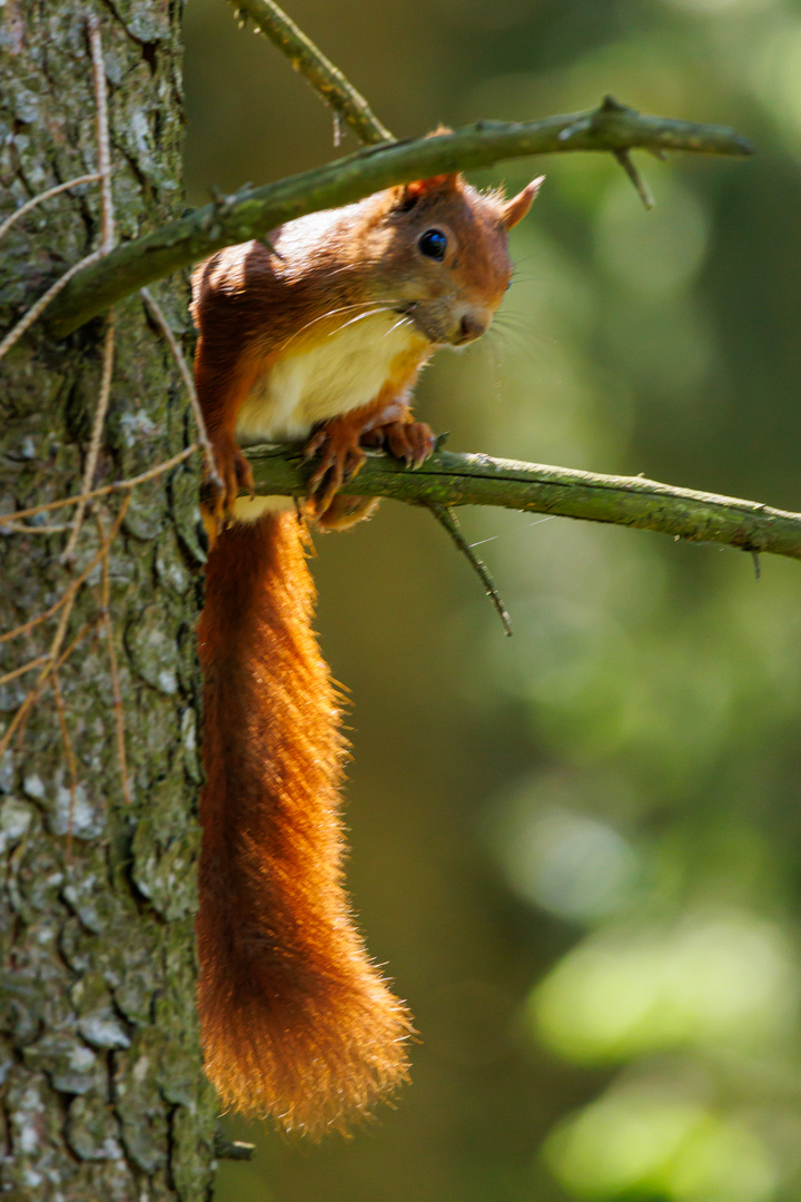 Eichhörnchen sucht Blickkontakt