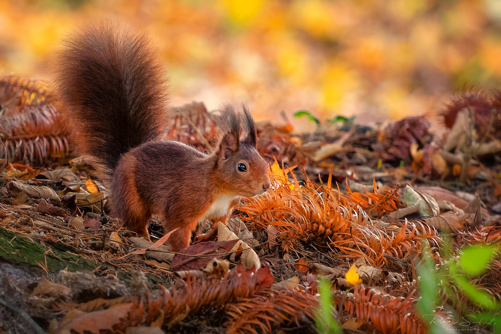 Eichhörnchen sucht ein Versteck