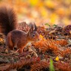 Eichhörnchen sucht ein Versteck