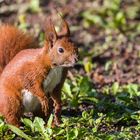 "Eichhörnchen sucht nach Nahrung 2024"