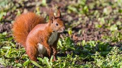 "Eichhörnchen sucht nach Nahrung 2024"