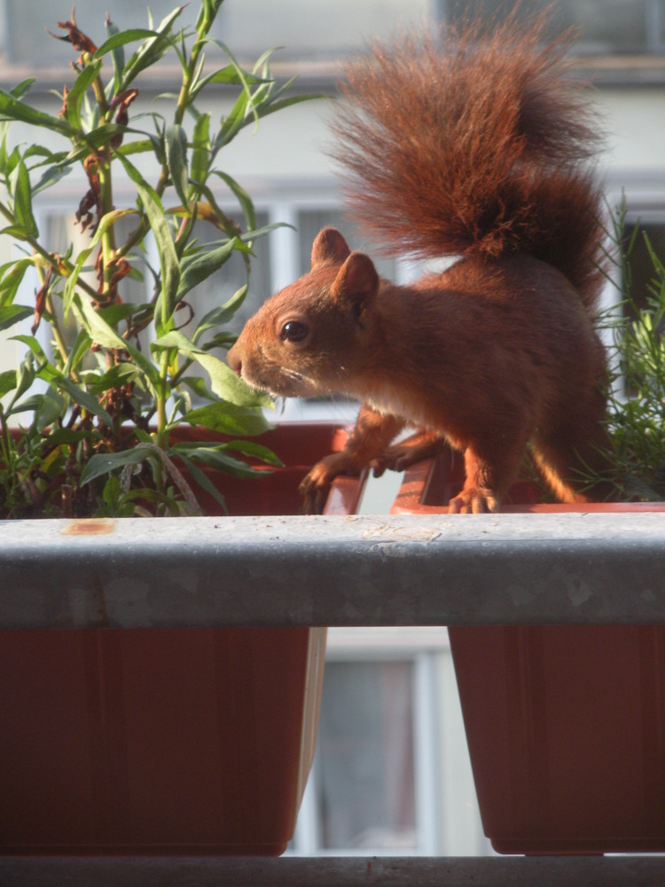 Eichhörnchen sucht seinen Wintervorrat