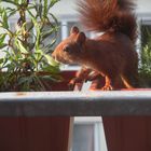 Eichhörnchen sucht seinen Wintervorrat