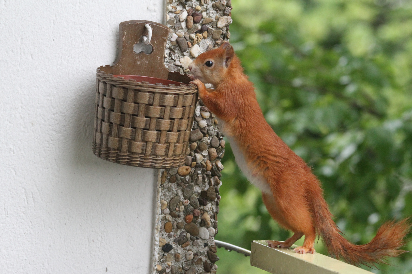 Eichhörnchen sucht Walnuss