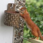 Eichhörnchen sucht Walnuss