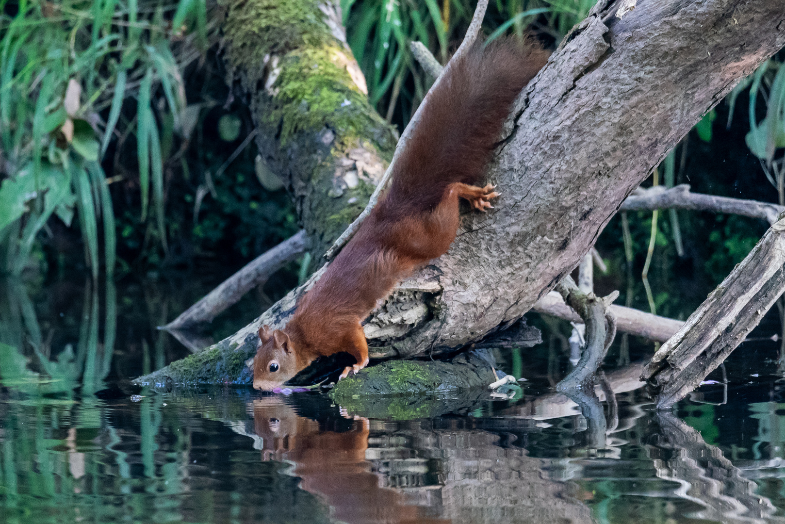 Eichhörnchen trinkt aus Bach