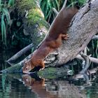 Eichhörnchen trinkt aus Bach