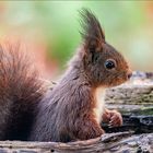 Eichhörnchen tut ganz unschuldig?