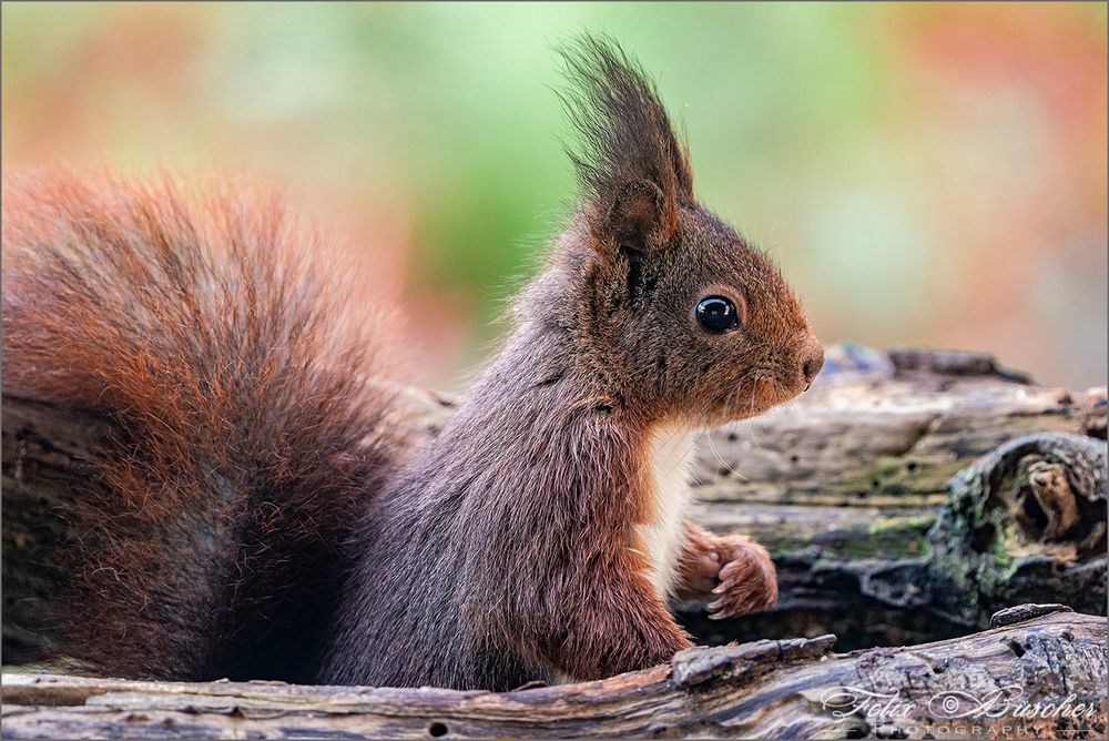 Eichhörnchen tut ganz unschuldig?