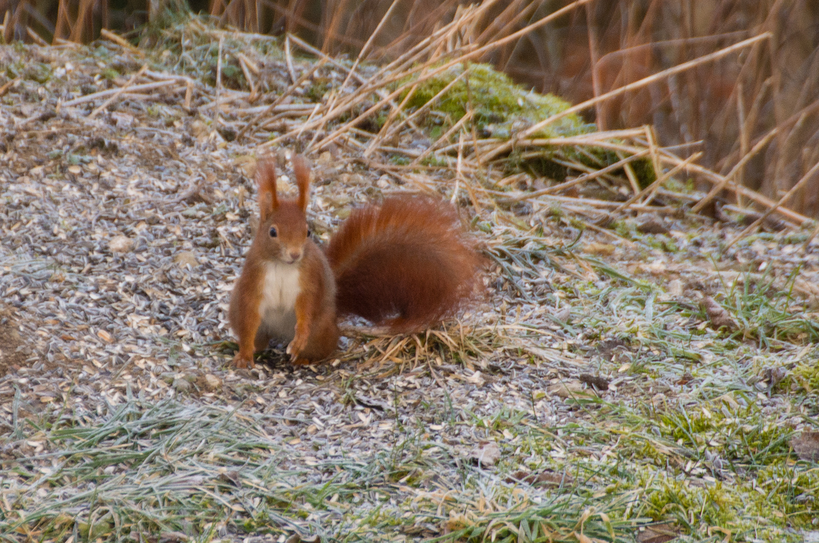 Eichhörnchen überrascht bei der Futtersuche