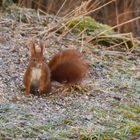 Eichhörnchen überrascht bei der Futtersuche