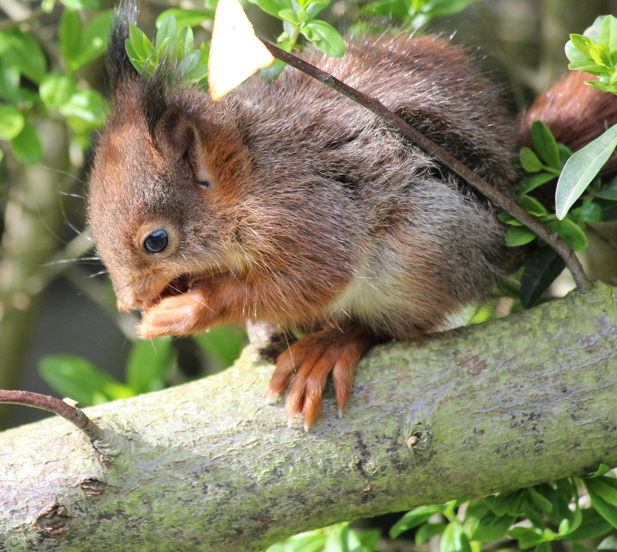 Eichhörnchen un unserem Garten 3