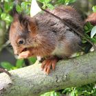 Eichhörnchen un unserem Garten 3