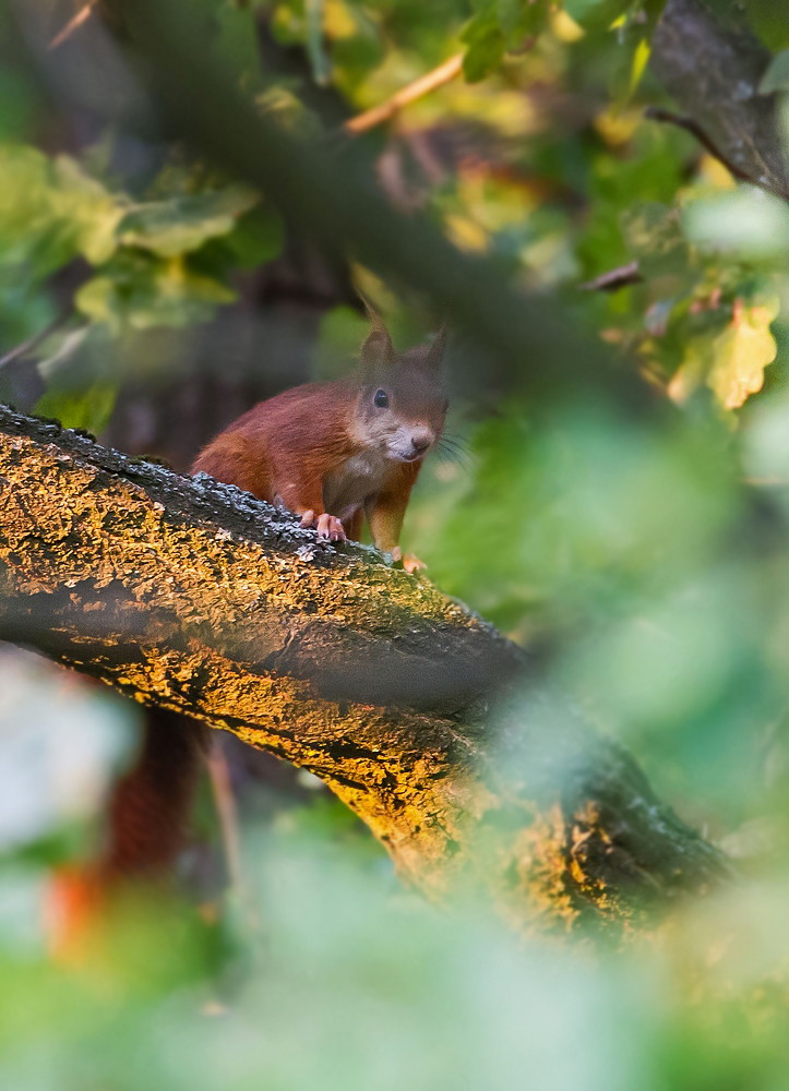 Eichhörnchen und der blöde Zweig