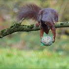 Eichhörnchen und der Meisenknödel